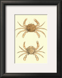 Antique Crab III Posters by James Sowerby