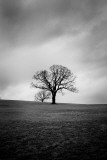 Twin Oaks III Prints by Ian Johnson Twin Oaks III Prints by Ian Johnson