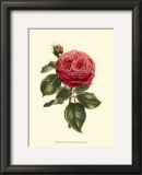 Magnificent Rose V Pôsters por Ludwig Van Houtte