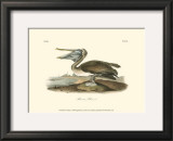 Brown Pelican Poster by John James Audubon