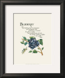 Blueberry Posters by G. Phillips