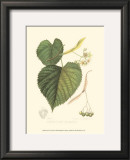 American Linden Prints by Sprague 