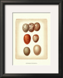 Bird Egg Study I Print by Vision Studio 