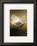 Tulip I Poster by Chris Sands