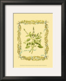 Basil Poster by Wendy Russell