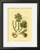 Printed Exotic Palm I Posters by Pierre-Joseph Buchoz