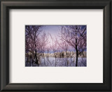 Change: Snowy Trees Posters