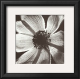 Anemone I Print by Graeme Harris