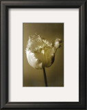 Tulip II Prints by Chris Sands