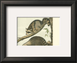 Racoon Posters by John James Audubon