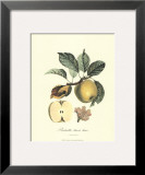 Apple Posters by Pierre-Antoine Poiteau