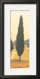 Cypress I Posters by Amy Melious