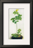 Greater Celandine Prints by Albrecht Dürer