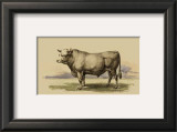 Antique Cow I Print by Julian Bien