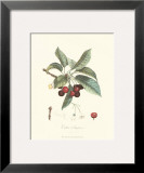 Cherries Posters by Pierre-Antoine Poiteau