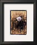 Wildflower I Art by Troy Kendal