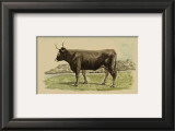 Antique Cow III Posters by Julian Bien