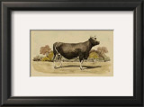Antique Cow VI Posters by Julian Bien
