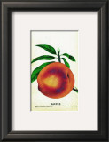 Salway Peach Posters