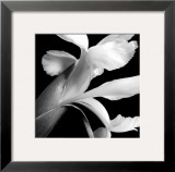 Iris Posters by Darlene Shiels