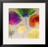 Poppy Panorama I Posters by Robert Mertens