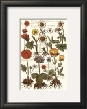 Crocii Art by Johann Theodore de Bry