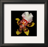 Tiger Orchid Poster by Rosemarie Stanford