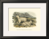 Rocky Mountain Goat Prints by John James Audubon