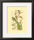 Orchids III Prints by Ridgeway 