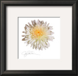 White Daisy Print by Jay Schadler