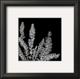Black and White Ferns II Posters by Patti Socci