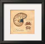 Nautilus Prints by Stephanie Marrott
