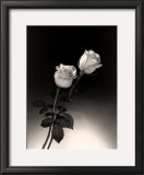Roses Prints by Dick & Diane Stefanich