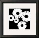 Black and White Asters II Prints by Patti Socci