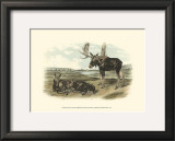Moose Deer Posters by John James Audubon
