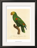 Barraband Parrot No. 86 Print by Jacques Barraband