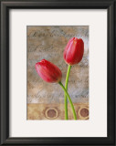 Red Tulip Posters by Gaetano 