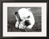 Obsess Prints by Sharon Beals