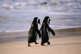 African Penguins Kunstdruck