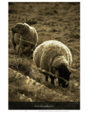 Sheep May Saftly Graze Affiches par Graham Rhodes
