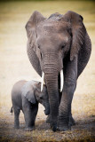 Elephant and Baby Plakater Elephant and Baby Plakater