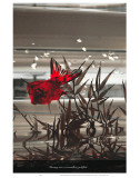 Tunring Into a Vermillion Goldfish Pósters por Graham Rhodes