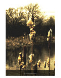 My Worn Weeds Broken Prints by Graham Rhodes