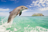 Dolphin Leaping Posters