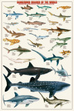 Dangerous Sharks - Reprodüksiyon Dangerous Sharks - Reprodüksiyon