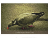 Its Not Against Any Religion to Want to Dipose of the Pigeon Prints by Graham Rhodes