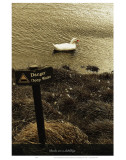 Ducks Are a Dubbling Prints by Graham Rhodes