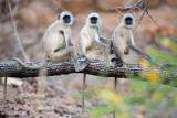 Gray Langurs on Tree Pósters Gray Langurs on Tree Pósters