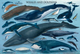 Whales and Dolphins Posters Whales and Dolphins Posters