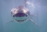 Great White Shark Poster Great White Shark Poster